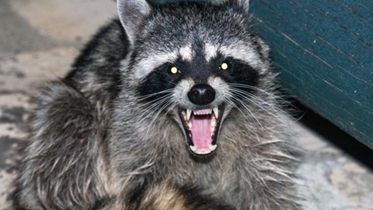 Rabies in Raccoons